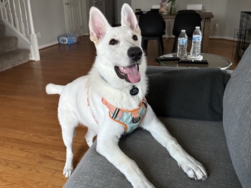 German Shepherd - Goose available for adoption in Washington