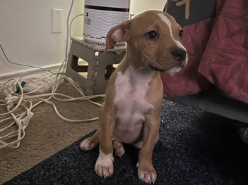 American Bulldog – Puppy for Sale!!! – Austin