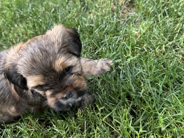 Shih Tzu – Shih Tzu  Yorky mix – Puyallup