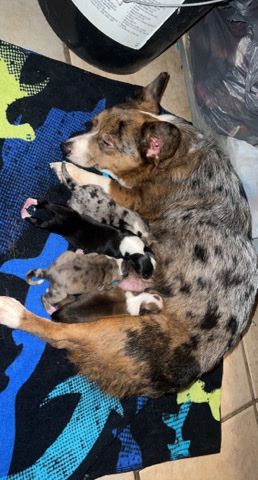 Pembroke Welsh Corgi – Corgi Puppies for Sale