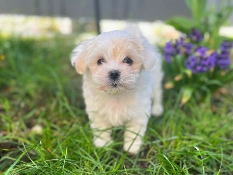 Maltipoo – Maltipoo Hündin – Lehrte