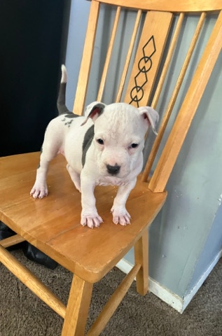 American Pit Bull Terrier – American pit bulll puppies