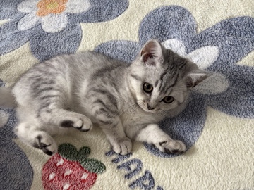 British Shorthair – eine wunderschöne Britisch-Kurzhaar-Kitten sucht ein liebevolles Zuhause. – Bremen