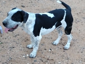 American Pit Bull Terrier – spots need a good home where they will be loved – Tonopah