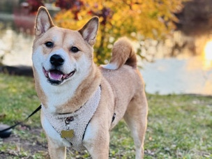 Shiba Inu – Leo rehoming – New York