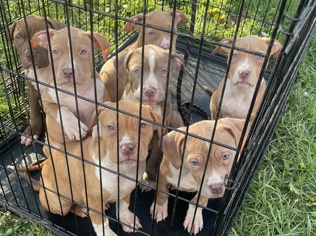 American Pit Bull Terrier – American Pit Bull Terrier Puppy for Sale – 11 Weeks Old – Chicago