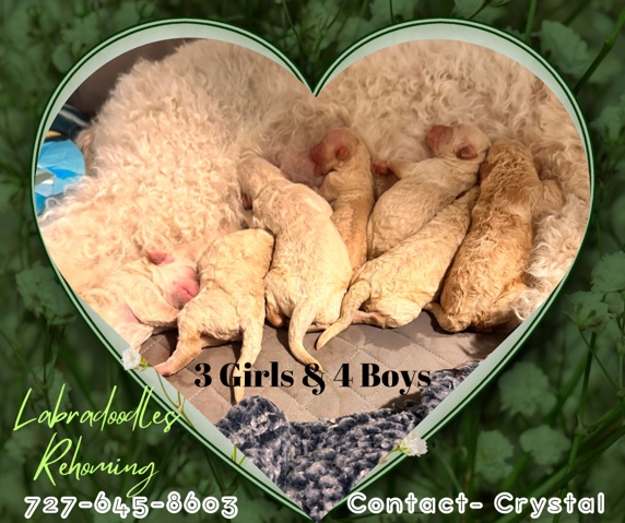 Poodle – Doodle Rehoming- Labradoodle 100%