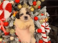 pure and top quality princess type shih tzu