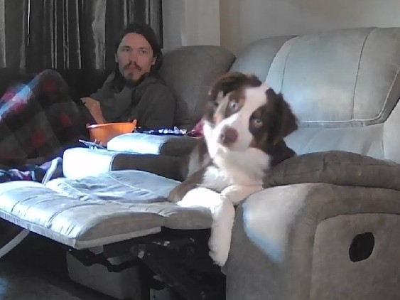 Australian Shepherd – Miko Australian Shepherd – Lexington