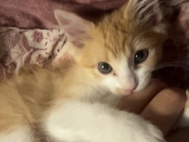 Leo the Orange Cat – Prescott Valley
