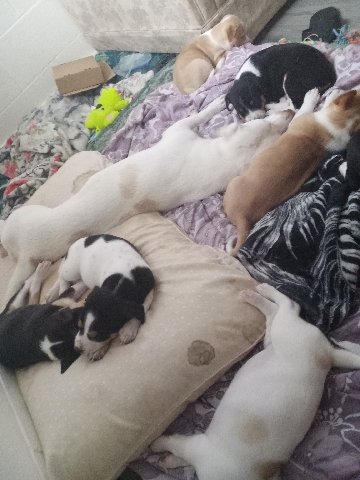 Hawaiian Poi Dog – re-home my grandbabies