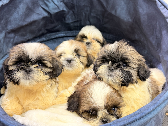 Shih Tzu – Princess shih tzu top quality – Sharjah