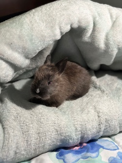 lionhead bunny