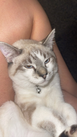 Siamese – Cute White/Grey Cat