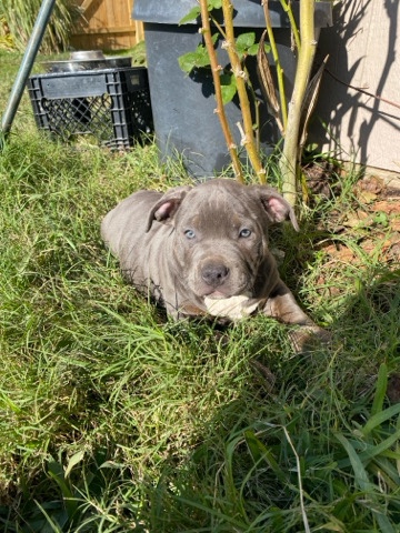Bull Terrier – Blue fawn, bully