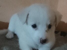 Mixed Breed – paweriyan and chiuhawa  pomchi breed – Varanasi