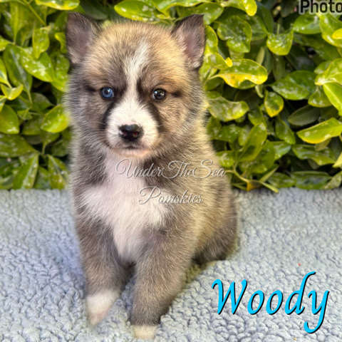 Siberian Husky – pomskies