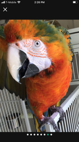 parrot – 8yrs old colorful talking ,dancing Catalina macaw – Romulus