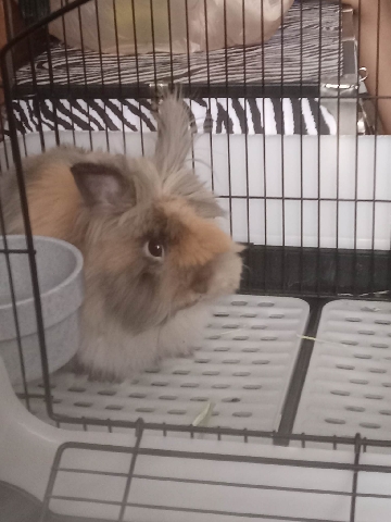 Lionhead – Twix