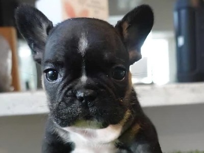 French Bulldog – French Bulldog Female – Monroe Township