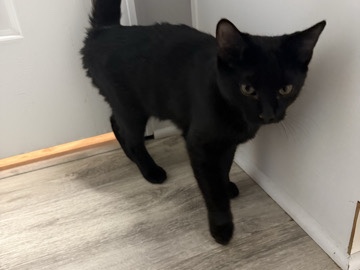 American Shorthair – Black kitten – Fishers