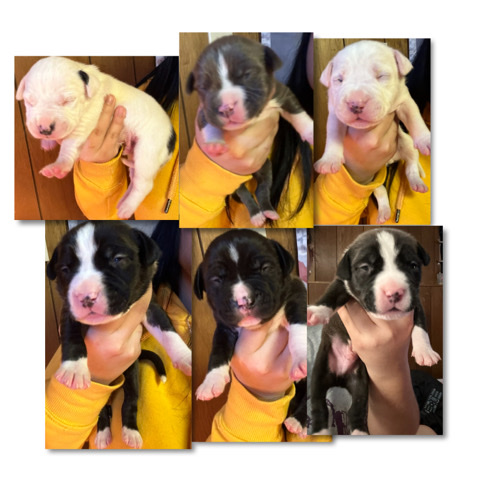 American Bulldog – Bully pit puppies for sale