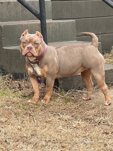 American Pit Bull Terrier – lalac tri