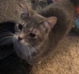World’s best kitten needs a home