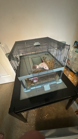 fancy rats