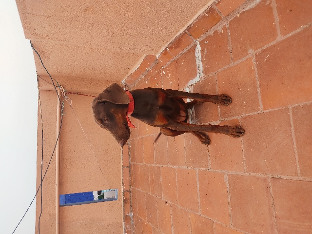 Doberman Pinscher – Doberman Female puppy