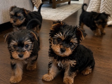 Yorkshire Terrier – Adorable Yorkshire Terrier Puppies – 7 Weeks Old & Ready Now! 🐾💕 – Durhamville