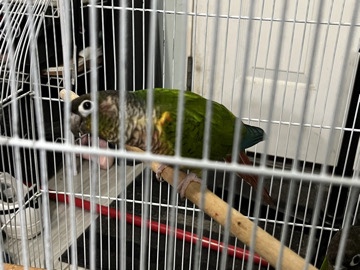 conure parrot couple pair selling very good and cheap rate only 150$ dollar with cage 