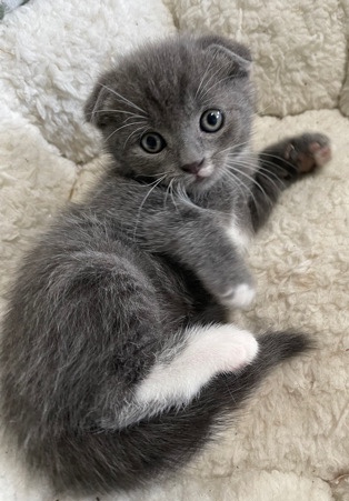 Scottish Fold – kitten