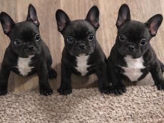 French Bulldog – Adorable French Bulldog Puppies – Born January 6 – Manchester