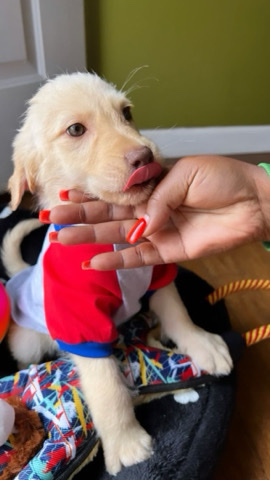 Poodle – labordoodle puppies for sale
