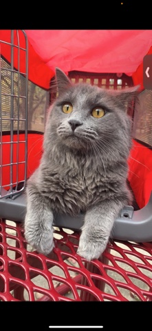 selling 1 kitten and a 1 year old cat