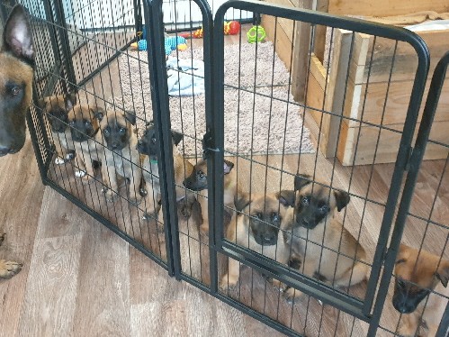 Belgian Shepherd Dog (Malinois) – Malinois Welpen belgischer Schäferhund – Milower Land