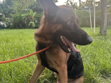 German Shepherd – Dog – Cape Coral
