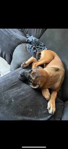 English Mastiff – English mastiff