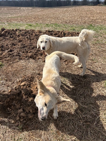 Great Pyrenees – 2 Great Pyrenees pups