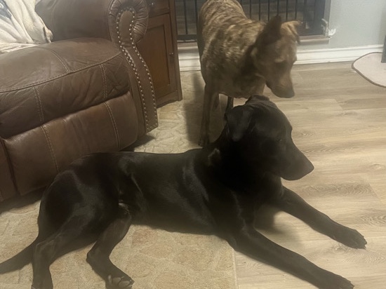 Labrador Retriever – Please Help Rehome Bonnie & Clyde – San Antonio