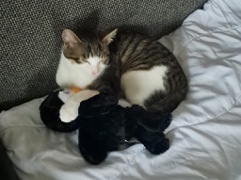 Kater braucht neues Zuhause.