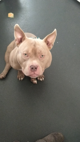 Bull and Terrier – pocket bully for stud