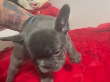 venta de Burdog francés 