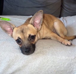 Chihuahua – chihuahua