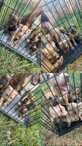 American Pit Bull Terrier – pitbull puppies