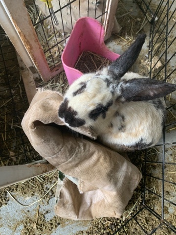 Rex – female black/white rabbit adorable