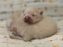 White/Cream Pomeranian Puppies