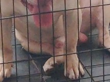 Bully Kutta – American Bully XL – Farmers Branch