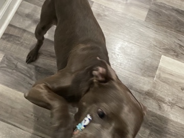 South Russian Ovcharka – pitbull terrier – Hilton Head Island